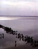 Tusentals pilgrimer går varje år över bukten till fots vid ebb